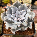 Echeveria 'Crispate Beauty' Spurred Form 3" Succulent Plant