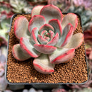 Echeveria 'Glam Pink' 2"-3" Succulent Plant
