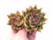 Echeveria Agavoides Diego Sunset 5” Rare Succulent Plant