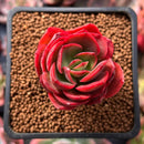 Echeveria 'Julina' 1" Succulent Plant