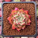 Echeveria Agavoides 'Joy' 1" Succulent Plant