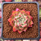 Echeveria Agavoides 'Joy' 1" Succulent Plant