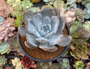Echeveria 'Cream Sun' 5" (Not E. Ivory) Powdery Succulent Plant