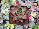 Echeveria Agavoides 'Canvas' 3" Succulent Plant