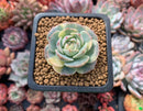 Echeveria 'Bluette' Variegated 1"-2" Succulent Plant