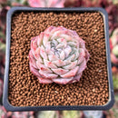 Echeveria 'Rosalina' Bifurcated 1" Succulent Plant
