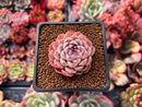 Echeveria 'Charles Rose' 2" Succulent Plant