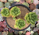 Echeveria 'Peridot' 4" Cluster Succulent Plant