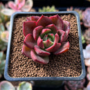 Echeveria Agavoides sp. 2" Succulent Plant