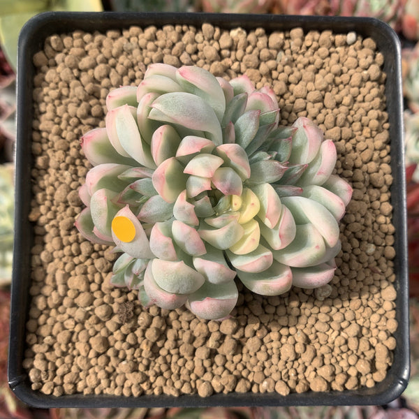 Echeveria 'Mebina' Variegated 2"-3" Cluster Succulent Plant