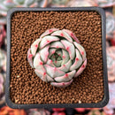 Echeveria 'Blue Dolphin' 1" Succulent Plant