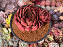 Echeveria Agavoides 'Abaresque' 4" Succulent Plant