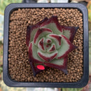 Echeveria Agavoides 'Jelly Cassiopeia' 2" Succulent Plant
