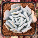 Echeveria 'Manner Queen' 3" Powdery Succulent Plant