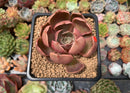 Echeveria 'Monchouchou' 2" Succulent Plant
