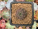 Echeveria 'Scorpio' 1" Small Succulent Plant