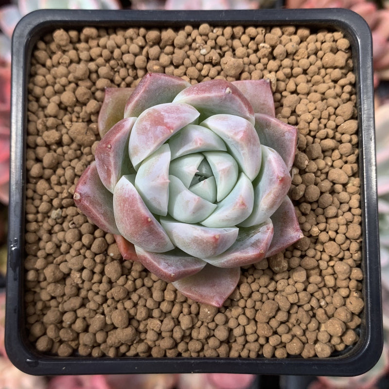 alba beauty succulent Echeveria 'Alba Beauty' 1