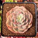 Echeveria 'Fun Queen' 2"-3" Succulent Plant