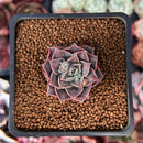 Echeveria 'Water Drop' 1" Succulent Plant