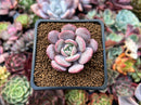 Echeveria 'Soulmint' 2" Succulent Plant