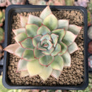 Echeveria 'Esther' Variegated 3" Succulent Plant