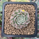 Echeveria 'Margaret' Variegated 1" Succulent Plant