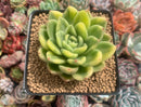 Echeveria Agavoides 'Gilva' Variegated 3" Succulent Plant