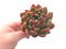 Echeveria Agavoides Sp. 3” Large Rare Succulent Plant
