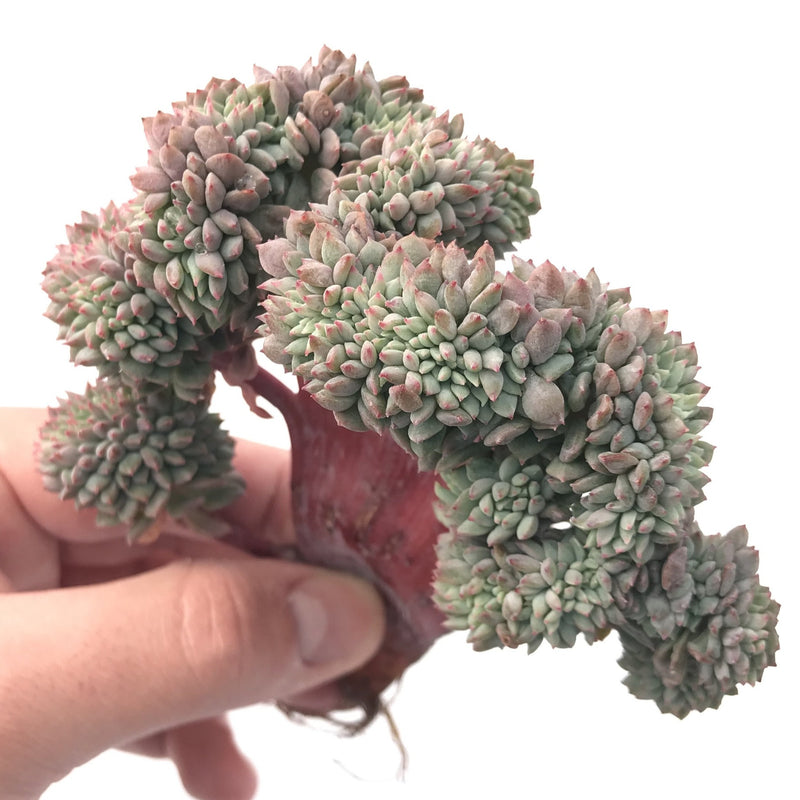 Echeveria ‘Chrissy N Ryan’ Crested Cluster 5” Rare Succulent Plant