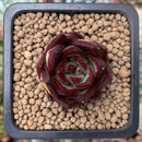 Echeveria Agavoides 'Casio' 1" Succulent Plant