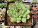 Echeveria Agavoides 'Amethyst' 3"-4" Succulent Plant