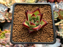Echeveria Agavoides 'Jelly Cassiopeia' 2" Succulent Plant