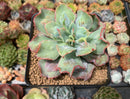 Echeveria 'Blue Spur' 3" New Hybrid Succulent Plant