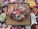 Echeveria 'Snow Elian' 3" Cluster Succulent Plant