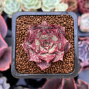 Echeveria 'Longissima' 1" Small Succulent Plant