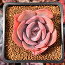 Echeveria 'Dusty Rose' 2" Succulent Plant