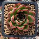 Echeveria Agavoides sp. 1" Succulent Plant