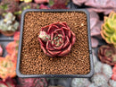Echeveria 'Red Rose' 1" Succulent Plant