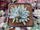 Dudleya 'White Greenii' 1"-2" Cluster Succulent Plant