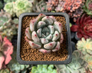 Echeveria 'Zaragoza' x 'Colorata' Hybrid 1" Succulent Plant