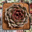 Echeveria 'Black Queen' Hybrid 2"-3" Succulent Plant