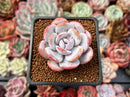 Echeveria 'Laui' 1"-2" Powdery Succulent Plant