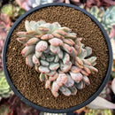 Echeveria 'Viyant' 4" Cluster Succulent Plant