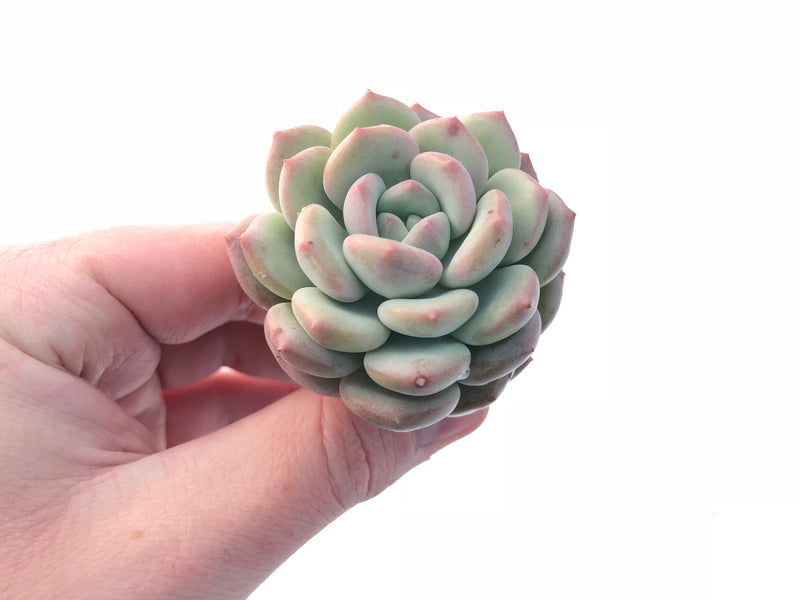 ice cream succulent Echeveria Ice Cream 3” Rare Succulent Plant – True Succulents Plant Co