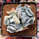 Echeveria 'Exotic' 2"-3" Powdery Succulent Plant