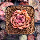 Echeveria sp. 1" Succulent Plant