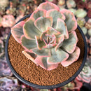 Echeveria 'Secunda' Variegated 4" Succulent Plant