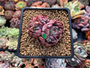 Echeveria Agavoides 'Vivace' 1"-2" Cluster Succulent Plant