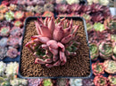 Echeveria Agavoides 'Sarabony' 3" Cluster (Seed Grown) Succulent Plant
