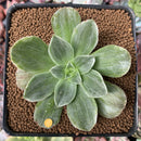 Aeonium sp. Variegated 2" Succulent Plant